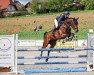 jumper Bella (German Warmblood, 2013, from Rebell Junior)