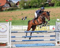 jumper Bella (German Sport Horse, 2013, from Rebell Junior)