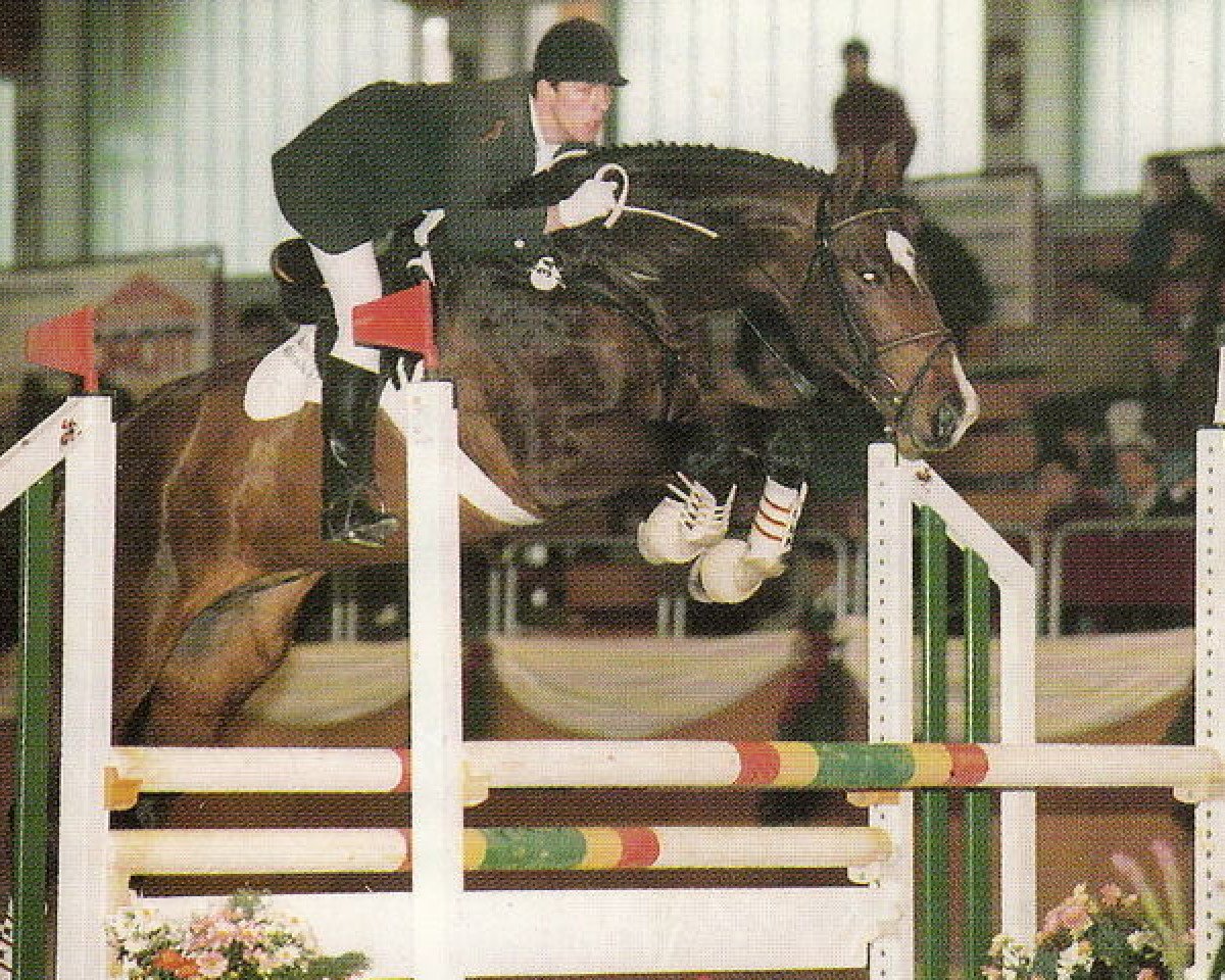 stallion Corasso B (Bavarian, 1989, from Coriolan)