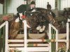 stallion Corasso B (Bavarian, 1989, from Coriolan)