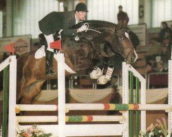 stallion Corasso B (Bavarian, 1989, from Coriolan)