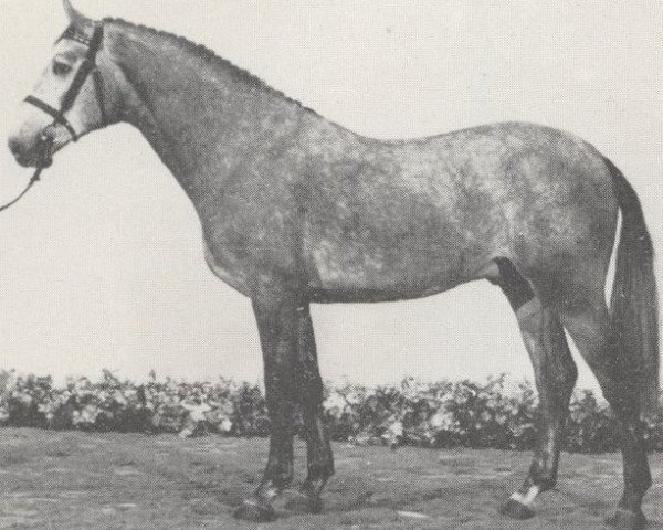 stallion Castello (Holsteiner, 1979, from Capitano)