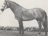 stallion Castello (Holsteiner, 1979, from Capitano)