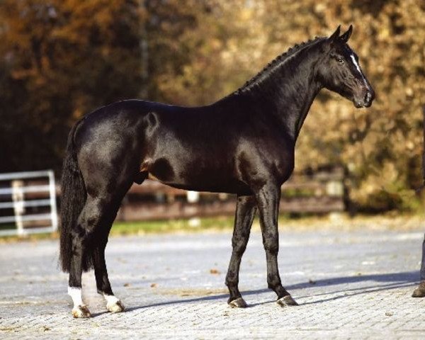 stallion Tygo (Dutch Warmblood, 2000, from Numero Uno)