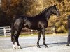 stallion Tygo (KWPN (Royal Dutch Sporthorse), 2000, from Numero Uno)
