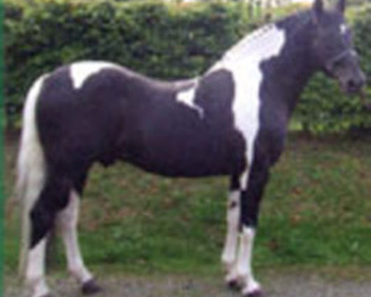 stallion Cavalier two for Joy (Irish Sport Horse, 1994, from Cavalier Royale)