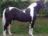 stallion Cavalier two for Joy (Irish Sport Horse, 1994, from Cavalier Royale)