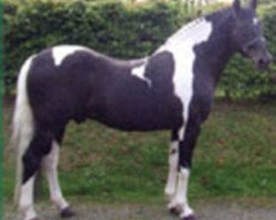 stallion Cavalier two for Joy (Irish Sport Horse, 1994, from Cavalier Royale)