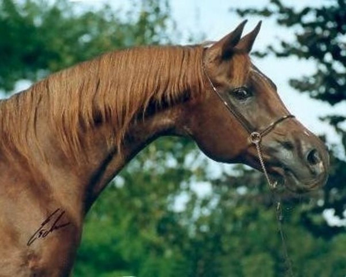 broodmare Sabah 1972 ox (Arabian purebred, 1972, from Ibn Galal 1966 EAO)