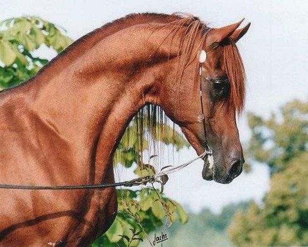 stallion Sameer EAO (Arabian thoroughbred, 1983, from Mohafez 1976 EAO)