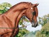 stallion Sameer EAO (Arabian thoroughbred, 1983, from Mohafez 1976 EAO)