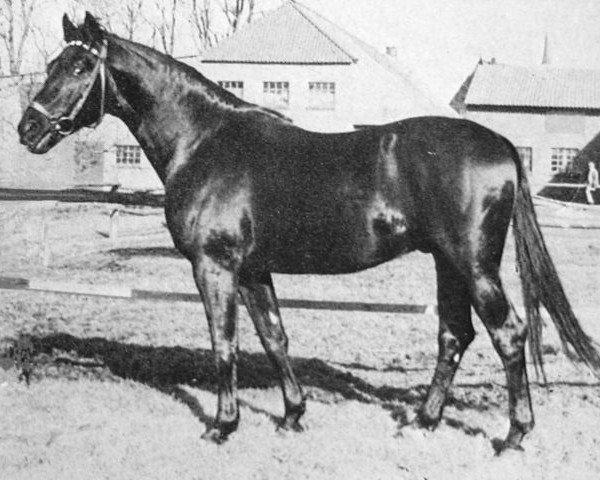 stallion Bergkoenig (Trakehner, 1966, from Georgenhorst)