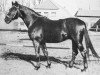 stallion Bergkoenig (Trakehner, 1966, from Georgenhorst)