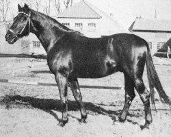 Deckhengst Bergkoenig (Trakehner, 1966, von Georgenhorst)