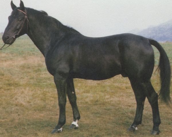 dressage horse Titus (Hessian Warmblood, 1974, from Thor)