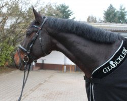 dressage horse Damacio (Zweibrücken, 2009, from Damarco)