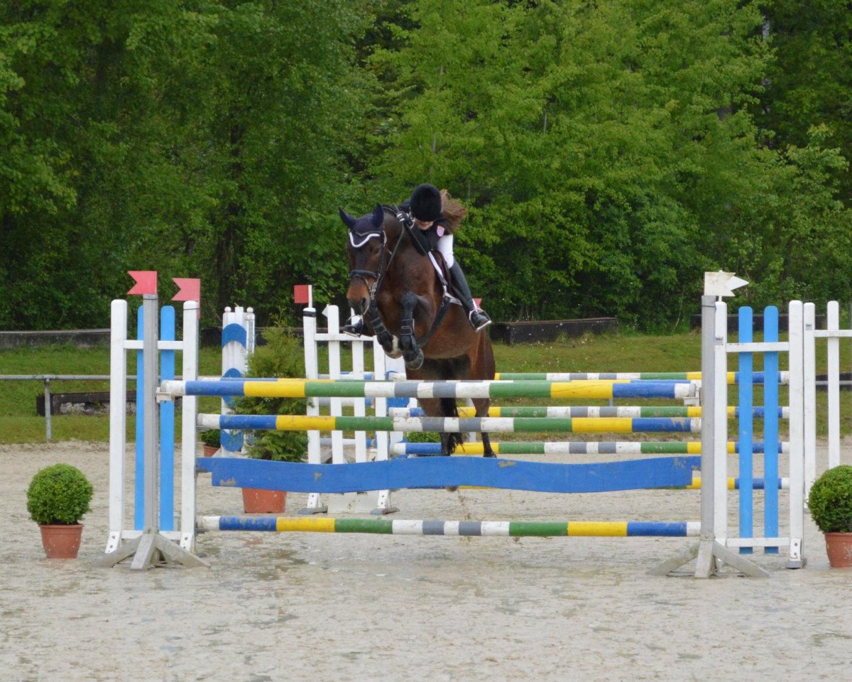 jumper Penny Lane 313 (Hessian Warmblood, 2003, from Piano II)