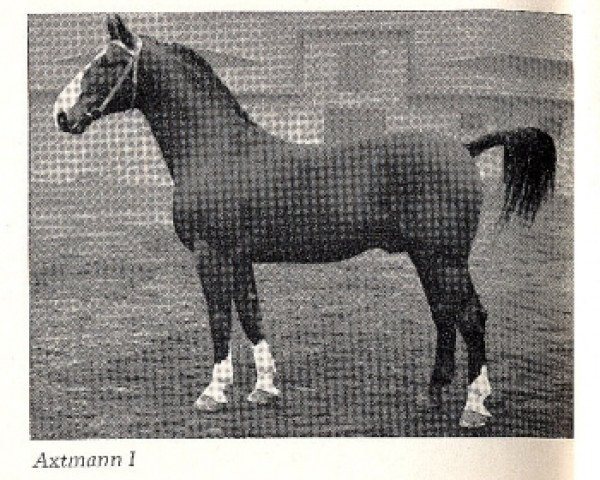 stallion Axtmann I 3304 (Hanoverian, 1939, from Axenstein II)