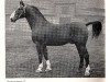 stallion Axtmann I 3304 (Hanoverian, 1939, from Axenstein II)