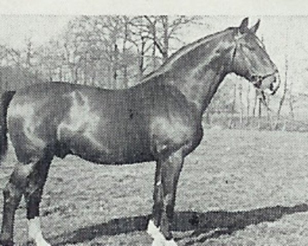 horse Axtfeld 3694 (Hanoverian, 1946, from Axtmann I 3304)