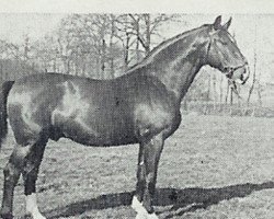 stallion Axtfeld 3694 (Hanoverian, 1946, from Axtmann I 3304)