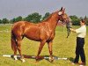 broodmare Darling Dorit (Hanoverian, 2003, from De Niro)