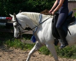 broodmare AK Maalisha EAO (Arabian thoroughbred, 1996, from Ghadir Ibn Sasan EAO)