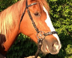 horse La Chica Bonita (German Warmblood, 2004, from Lake Tahoe)