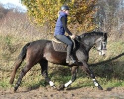 Pferd Caspius (Holsteiner, 2009, von Cassini I)