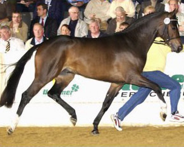 stallion Con Amore (Hanoverian, 2003, from Conteur)