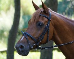 dressage horse Willow ox 279 (Arabian thoroughbred, 2000)