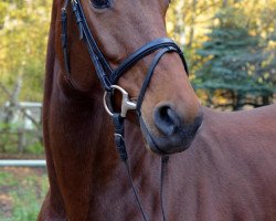 Springpferd Contessa 174 (Oldenburger, 2007, von Charming Boy 38)