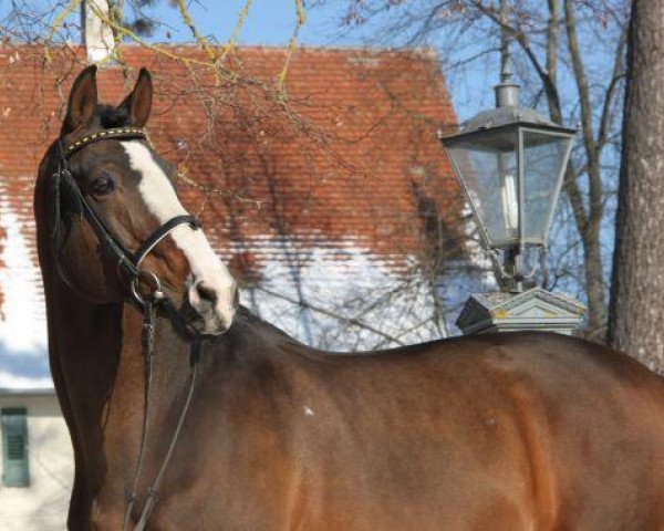 stallion Jordaan (Dutch Warmblood, 1991, from Nimmerdor)