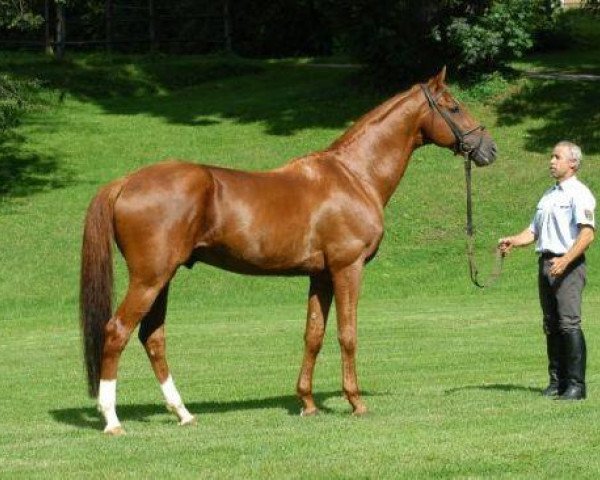 stallion Laurel (Trakehner, 1995, from Stan the Man xx)