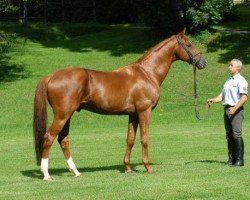 Deckhengst Laurel (Trakehner, 1995, von Stan the Man xx)