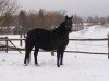 broodmare Sinfonie 137 (Hanoverian, 1995, from Sherlock Holmes)