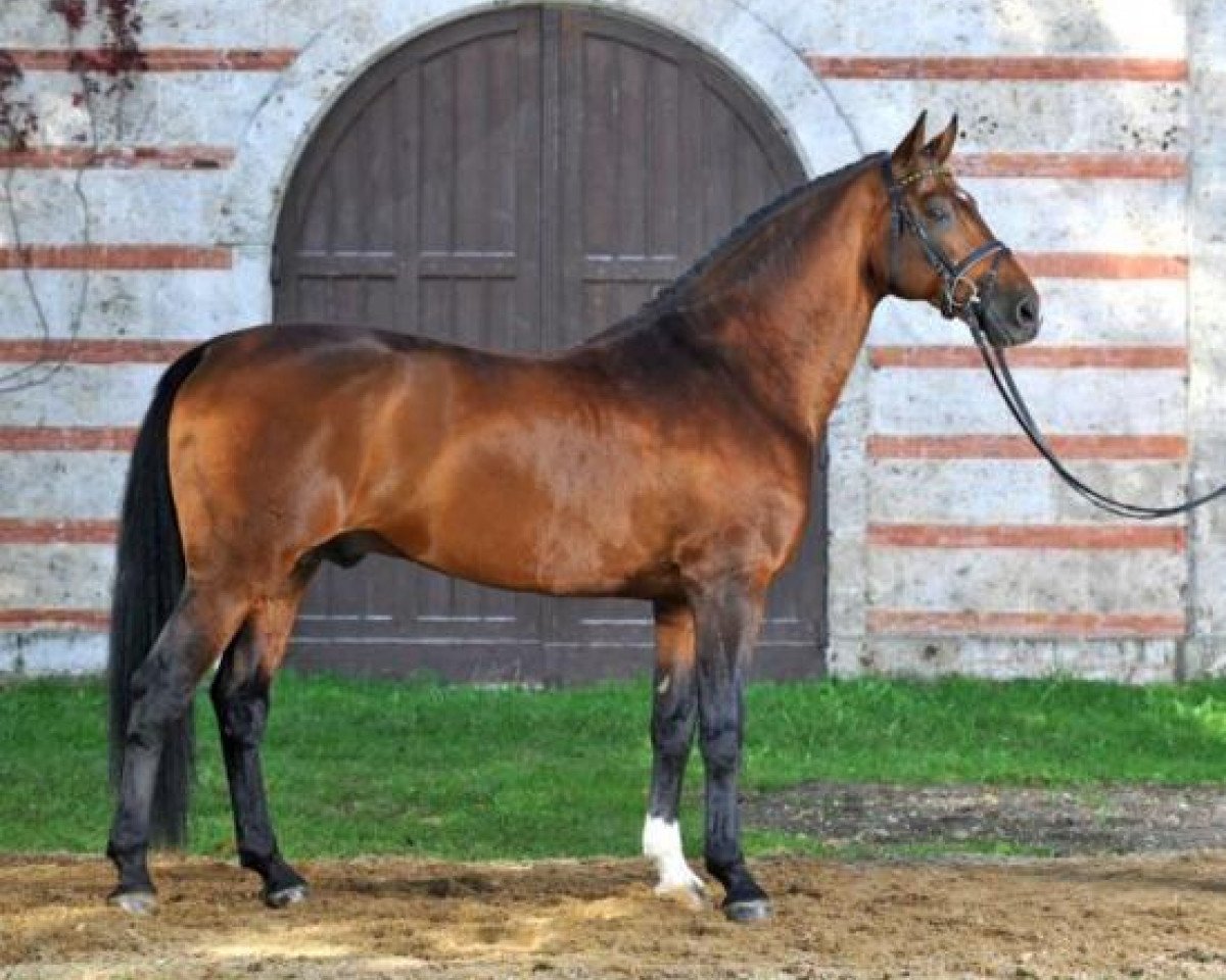Deckhengst Loving Dancer (Holsteiner, 1997, von La Zarras 119 FIN)