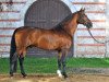 stallion Loving Dancer (Holsteiner, 1997, from La Zarras 119 FIN)