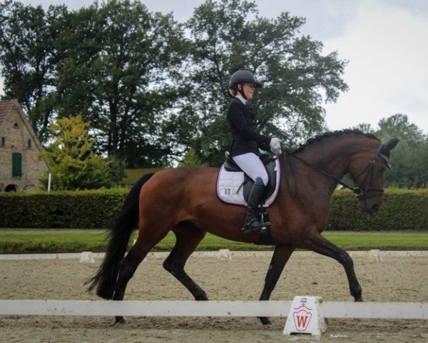 dressage horse Festina VS (Westphalian, 2010, from Filius Bedo)