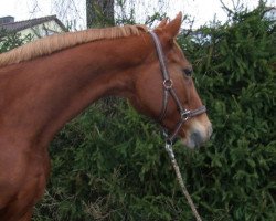 broodmare Landronesse (Hanoverian, 2001, from Lanthano)