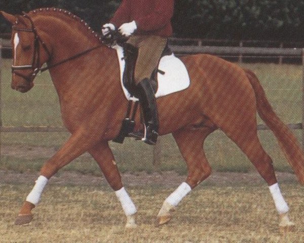 stallion Wolkenstein I (Hanoverian, 1989, from Weltmeyer)