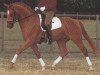 stallion Wolkenstein I (Hanoverian, 1989, from Weltmeyer)