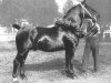 stallion Edelknabe 3503 (Oldenburg, 1931, from Edelgraf 2869)