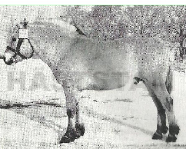 stallion Leikar 19 (Fjord Horse, 1961, from Håvang 3 SWE)