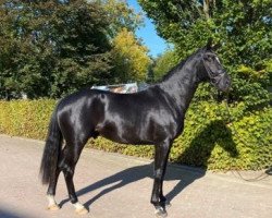 dressage horse Idealo (Oldenburg, 2019, from Asgard's Ibiza)