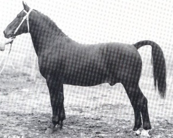 stallion Excellenz (Oldenburg, 1956, from Edler)