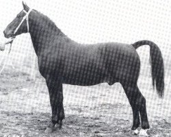 stallion Excellenz (Oldenburg, 1956, from Edler Mo 4105)