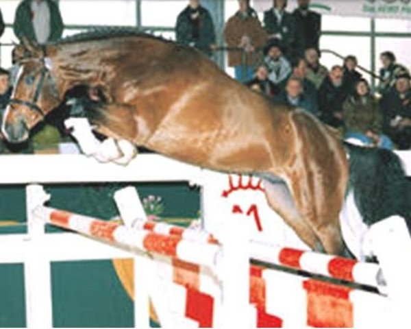horse Carpe Diem (Württemberger, 1997, from Cabaret)