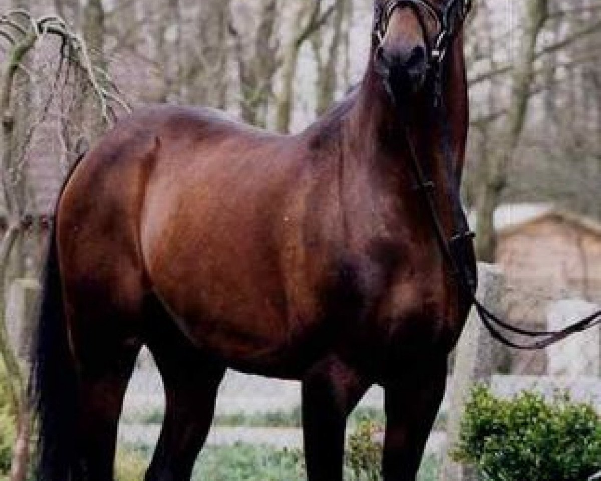 Deckhengst Magister (Deutsches Reitpony, 1983, von Flora's Hof Master)