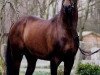 stallion Magister (German Riding Pony, 1983, from Flora's Hof Master)